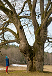 BB 12 0020 / Quercus robur / Sommereik